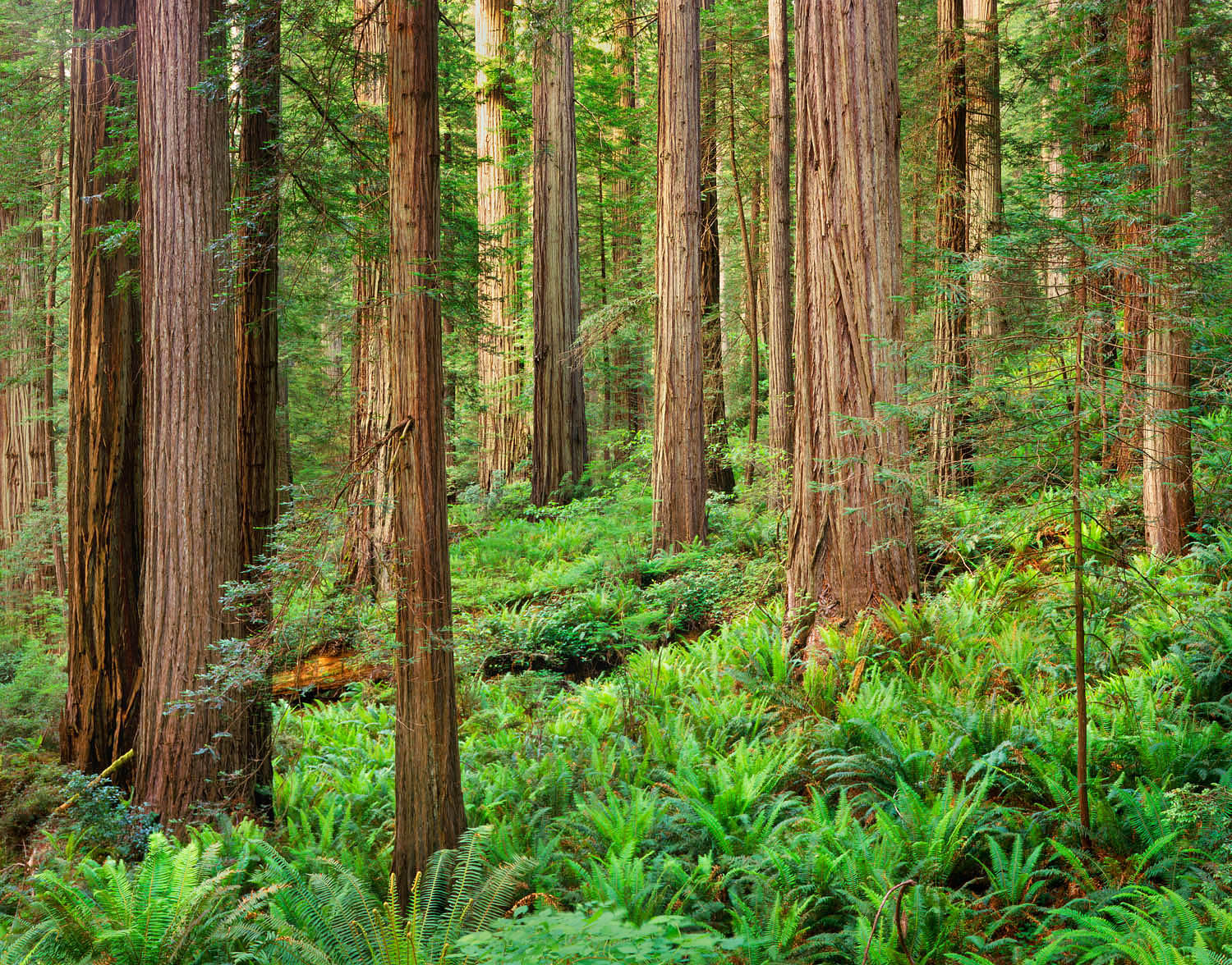 Redwood Forest, Prairie Creek Redwoods State Park California #2244