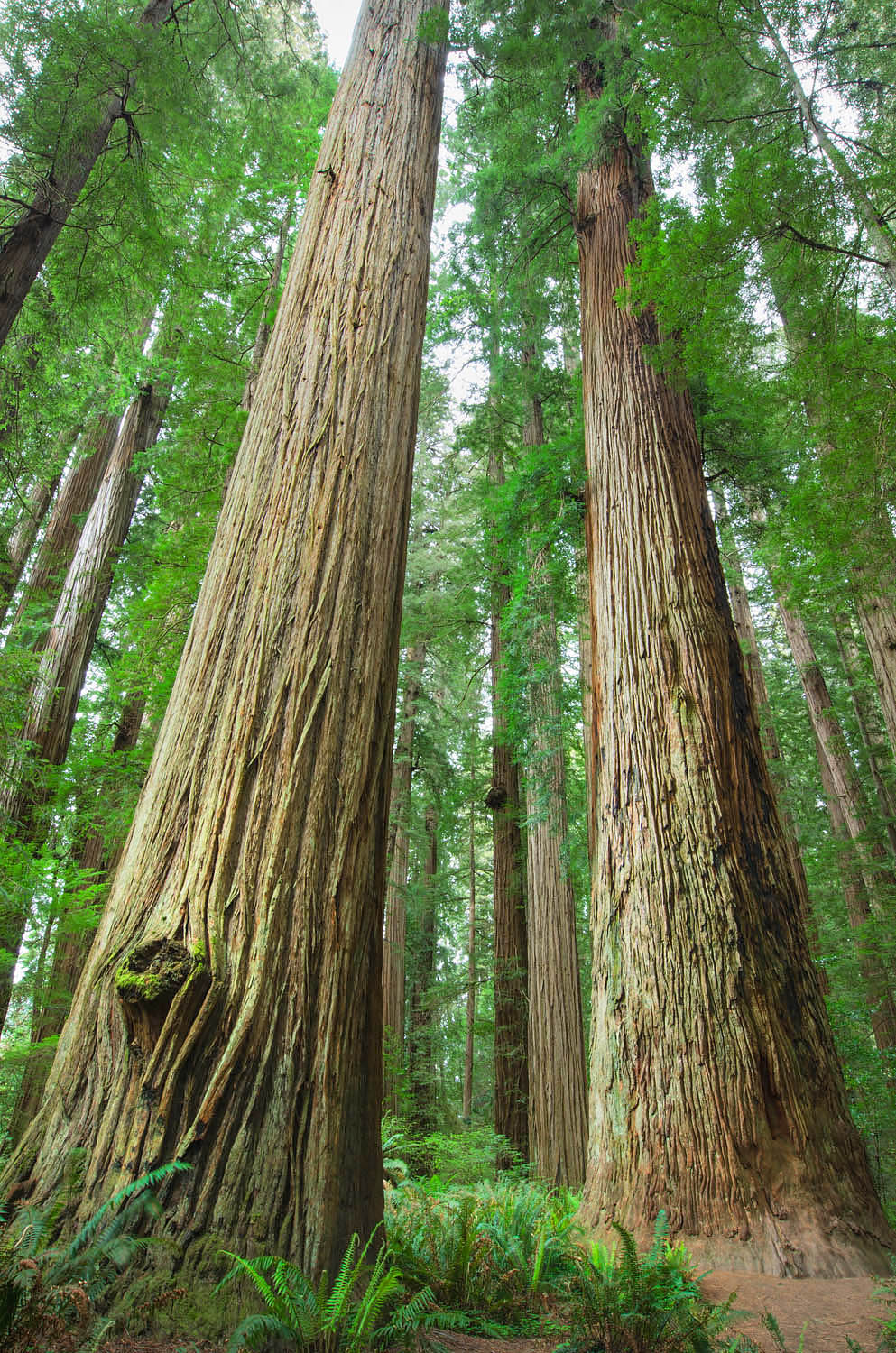 Ancient Redwoods (Sequoia sempervirens) of the Stout Grove in Jedidiah Smith Redwoods State Park California #44497