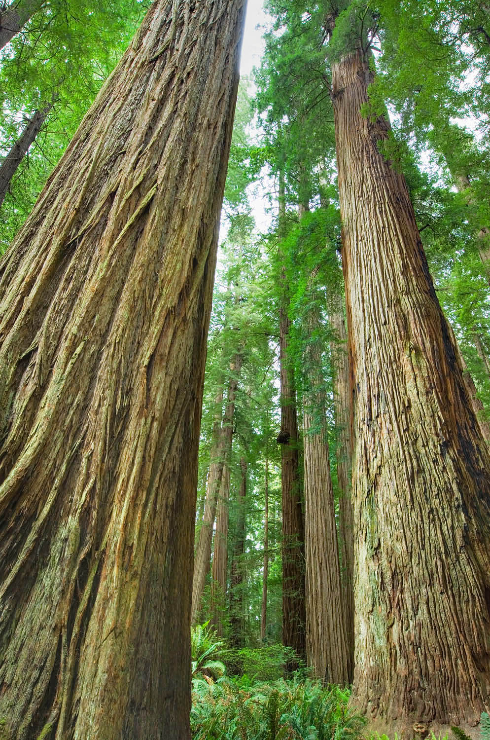 Ancient Redwoods (Sequoia sempervirens) of the Stout Grove in Jedidiah Smith Redwoods State Park California #44498