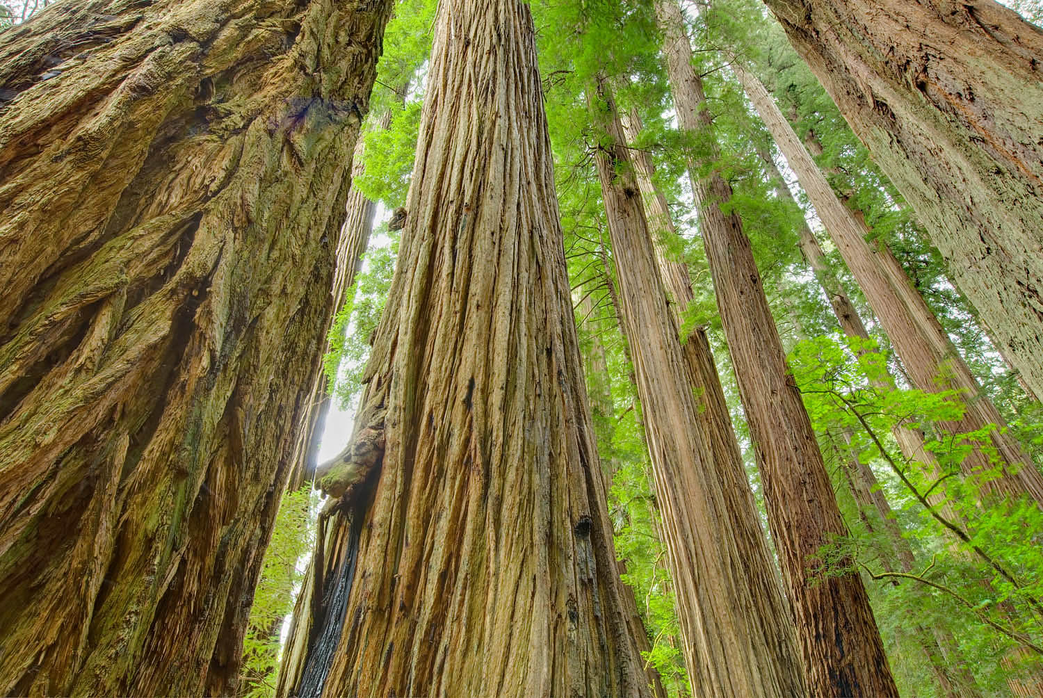 Ancient Redwoods (Sequoia sempervirens) of the Stout Grove in Jedidiah Smith Redwoods State Park California #44500