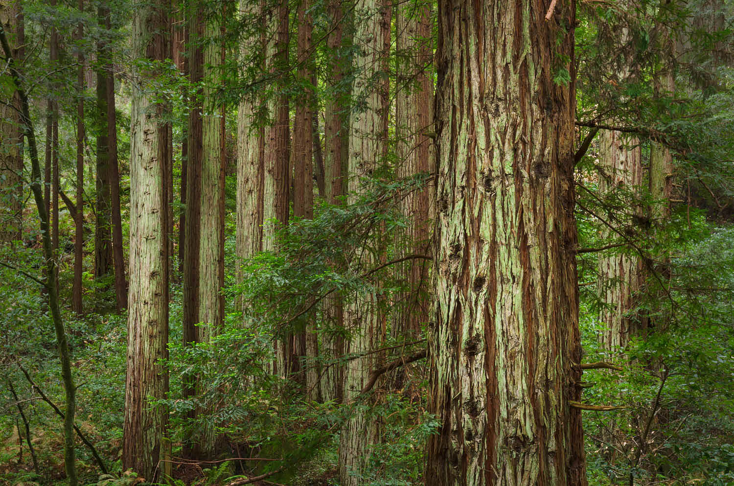 Coast Redwood (Sequoia sempervirens) forest, Samuel P. Taylor State Park, California #60232