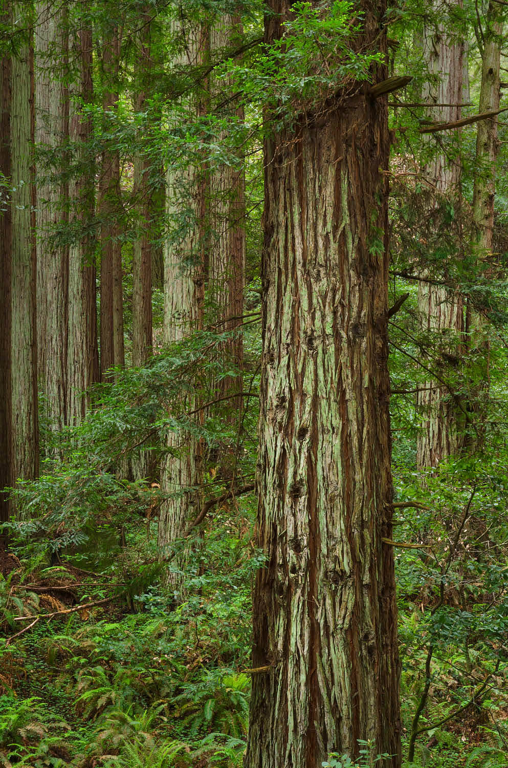 Coast Redwood (Sequoia sempervirens) forest, Samuel P. Taylor State Park, California #60235