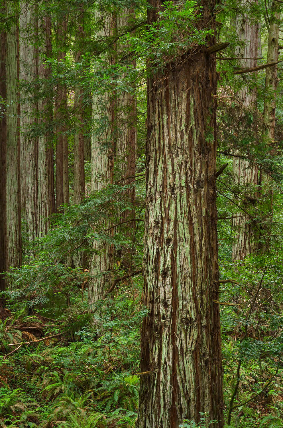 Coast Redwood (Sequoia sempervirens) forest, Samuel P. Taylor State Park, California #60235