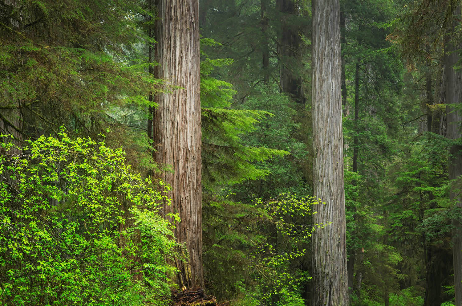 Coast Redwoods (Sequoia sempervirens) forest, Jedidiah Smith State Park, California #60722