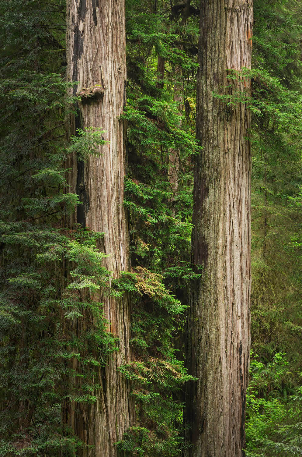 Coast Redwood Forest - Alan Crowe Photography