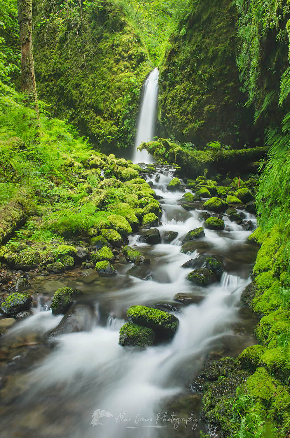 Ruckel Creek waterfall, Columbia River Gorge National Scenic Area #51396
