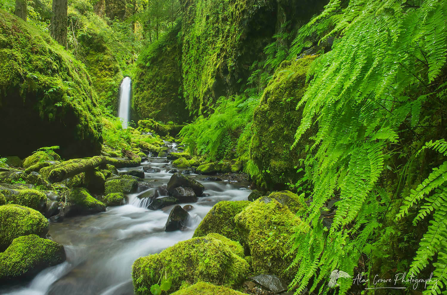Ruckel Creek waterfall, Columbia River Gorge National Scenic Area #51407