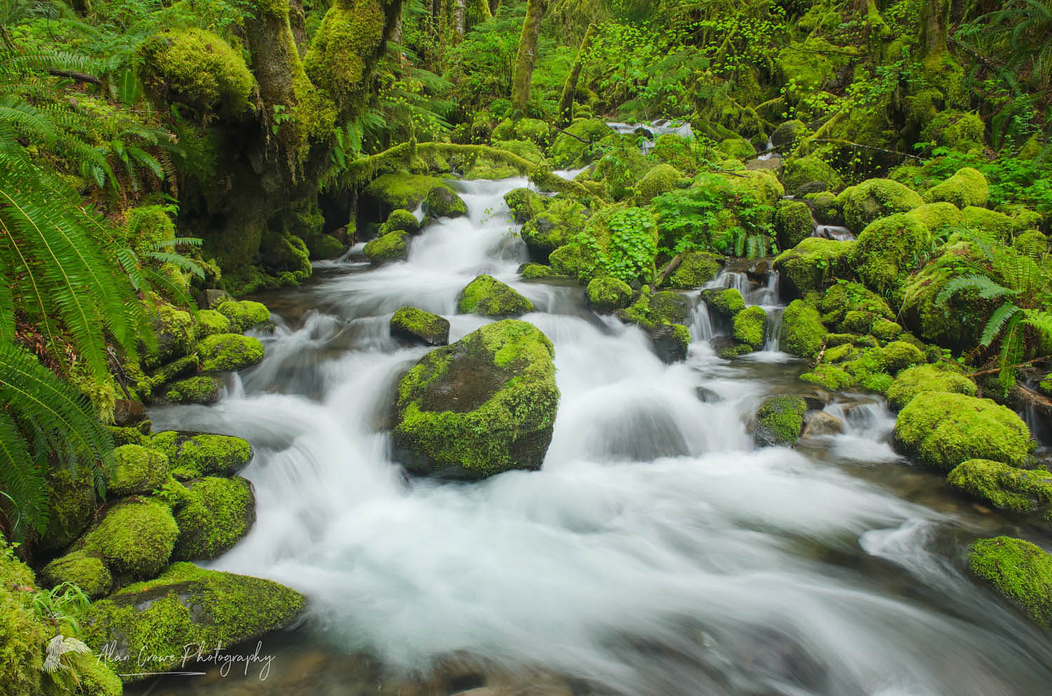 Ruckel Creek, Columbia River Gorge National Scenic Area, Oregon #47690