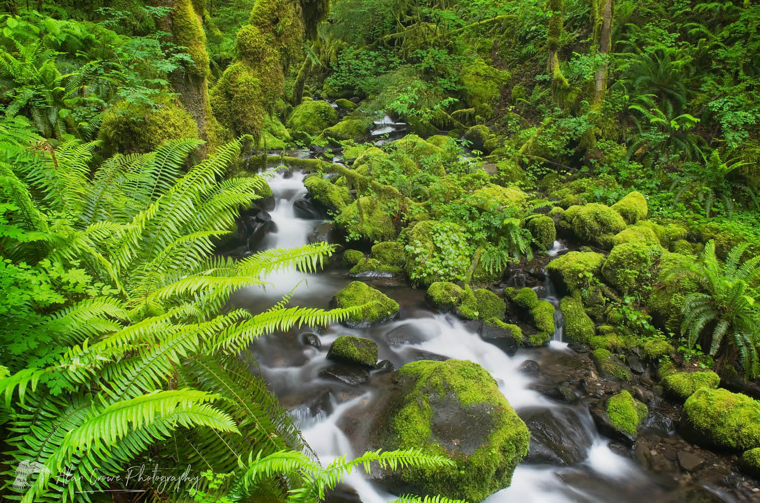 Ruckel Creek, Columbia River Gorge National Scenic Area, Oregon #51416