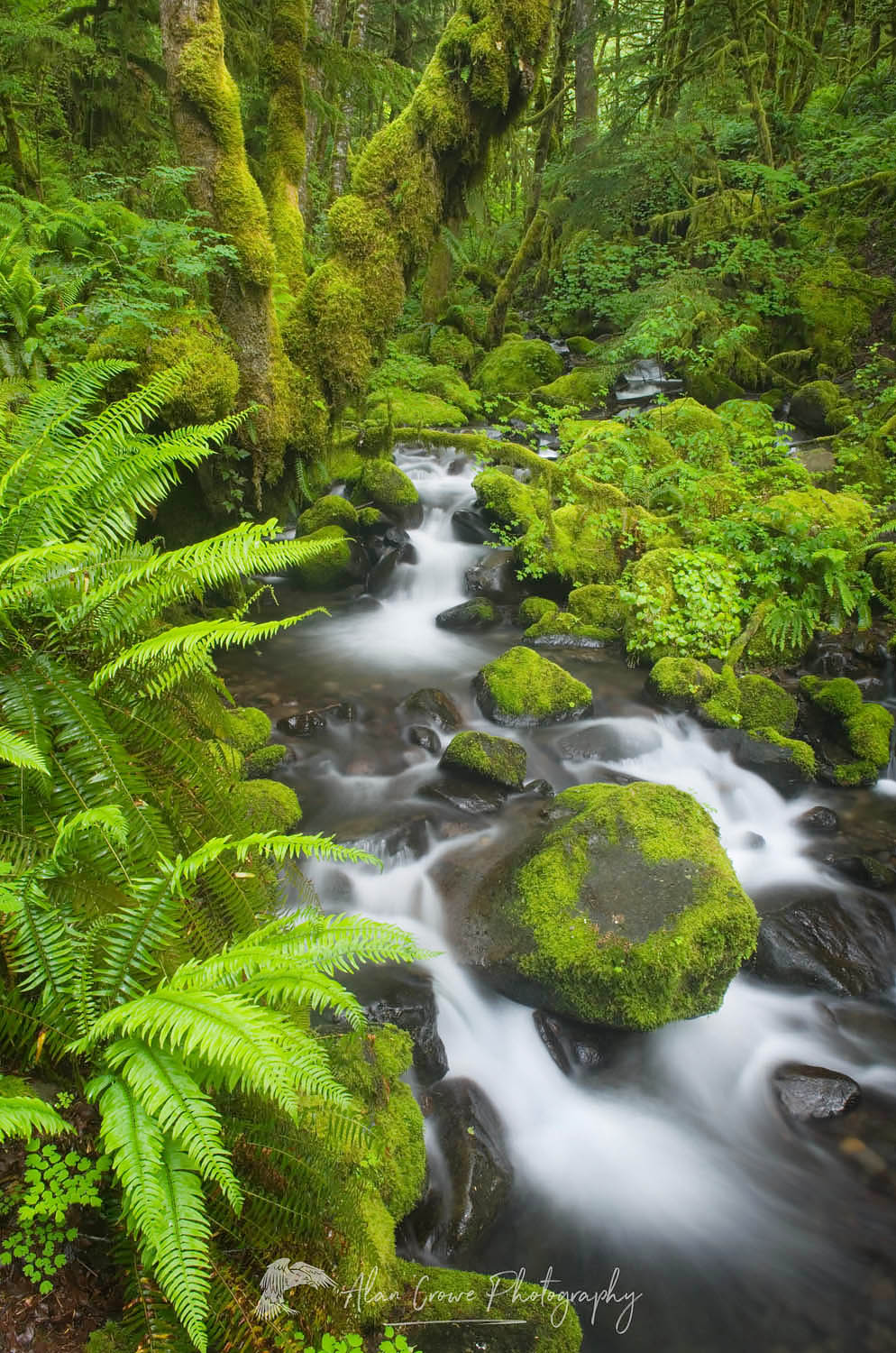 Ruckel Creek, Columbia River Gorge National Scenic Area, Oregon #51418