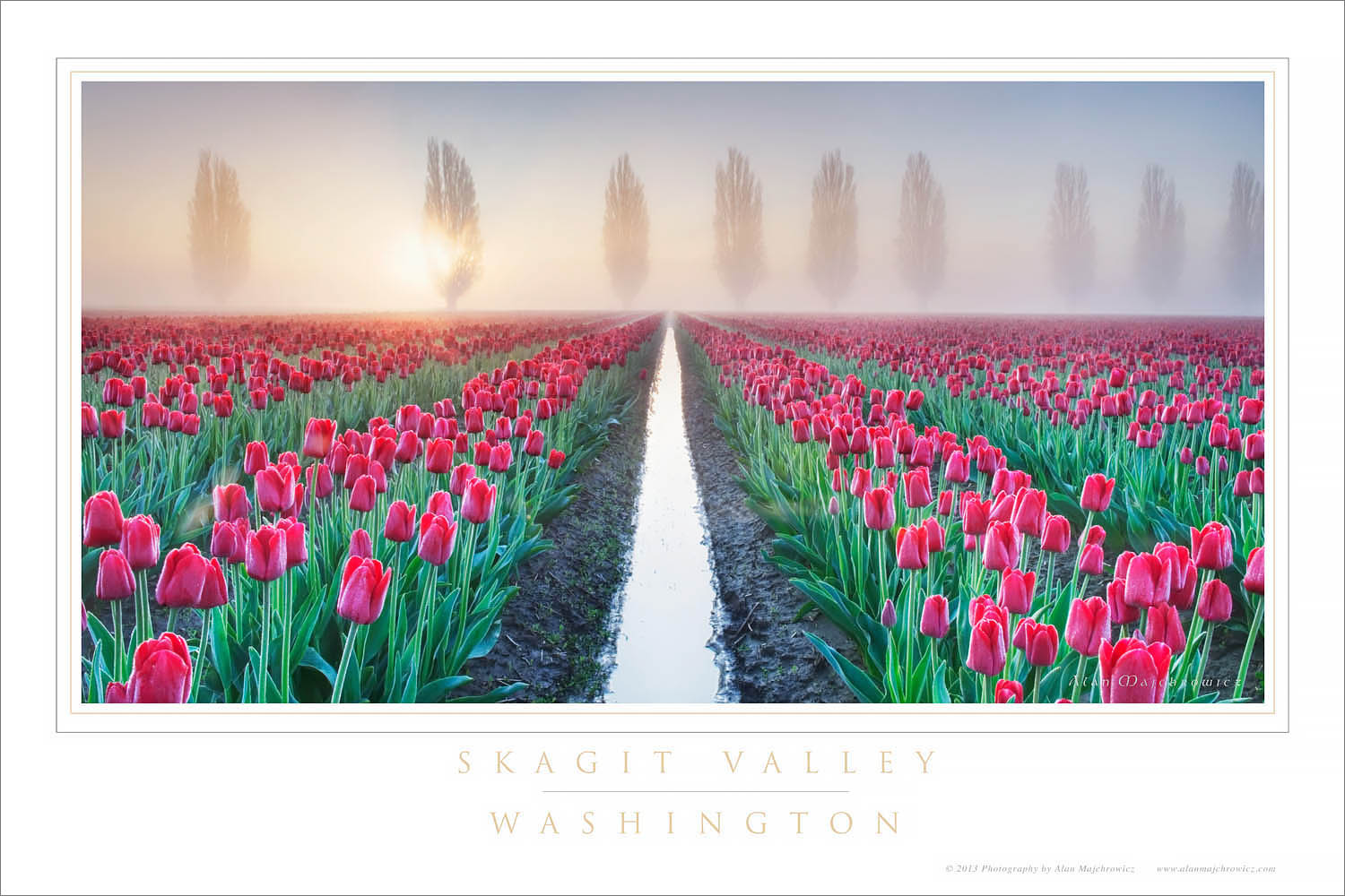 Skagit Valley Tulips Washington