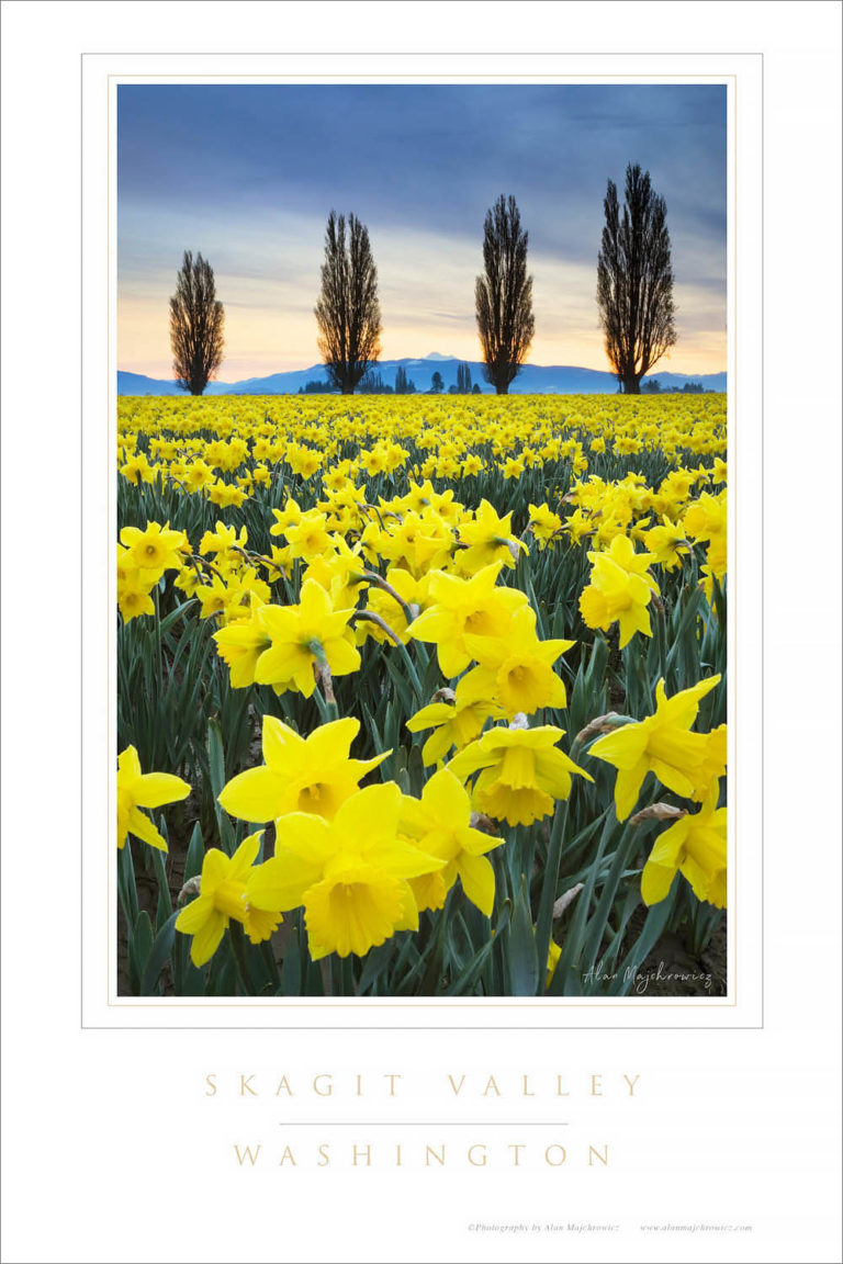 Skagit Valley Daffodils Washington Alan Crowe Photography