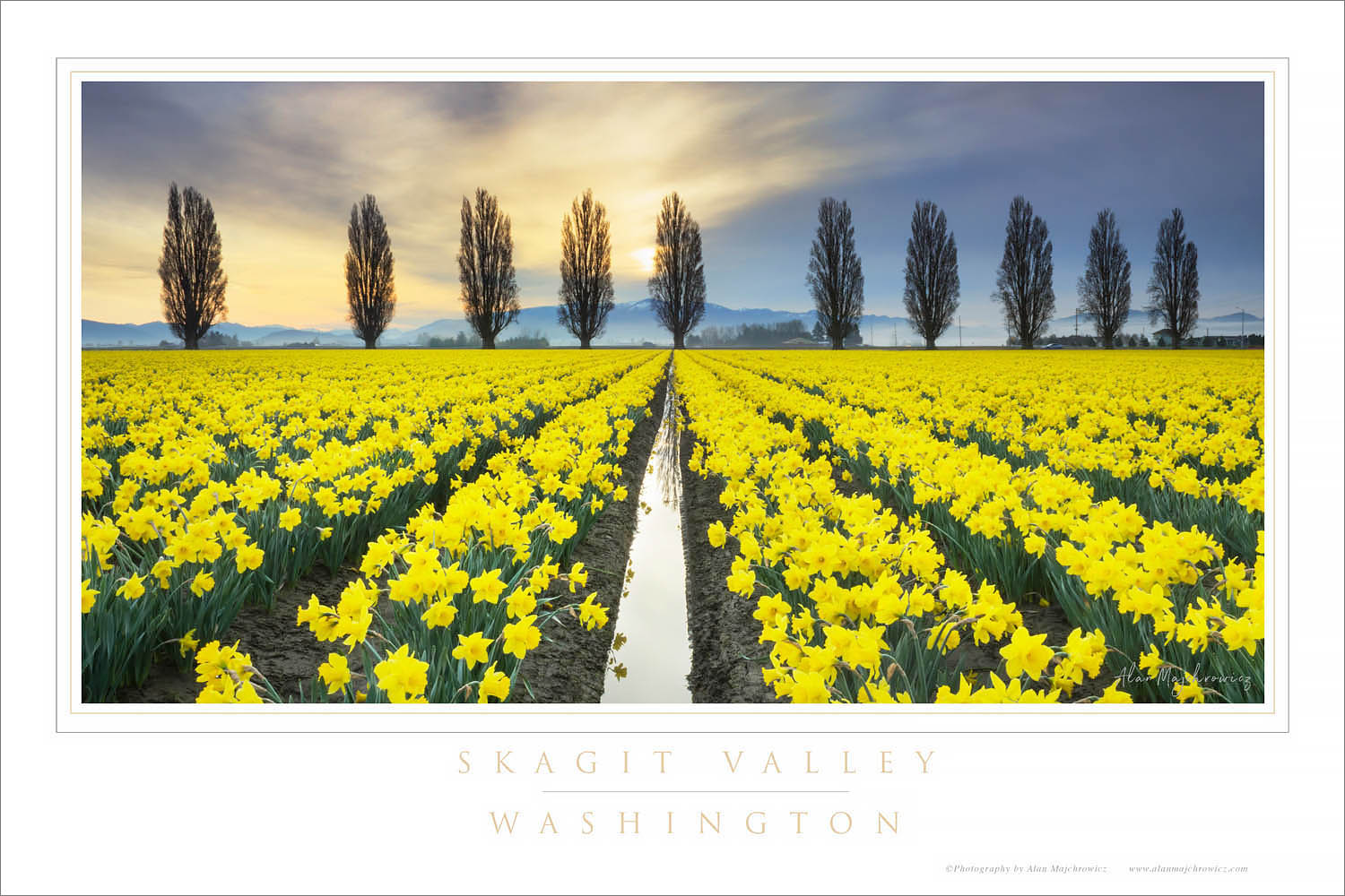 Skagit Valley Daffodils Washington