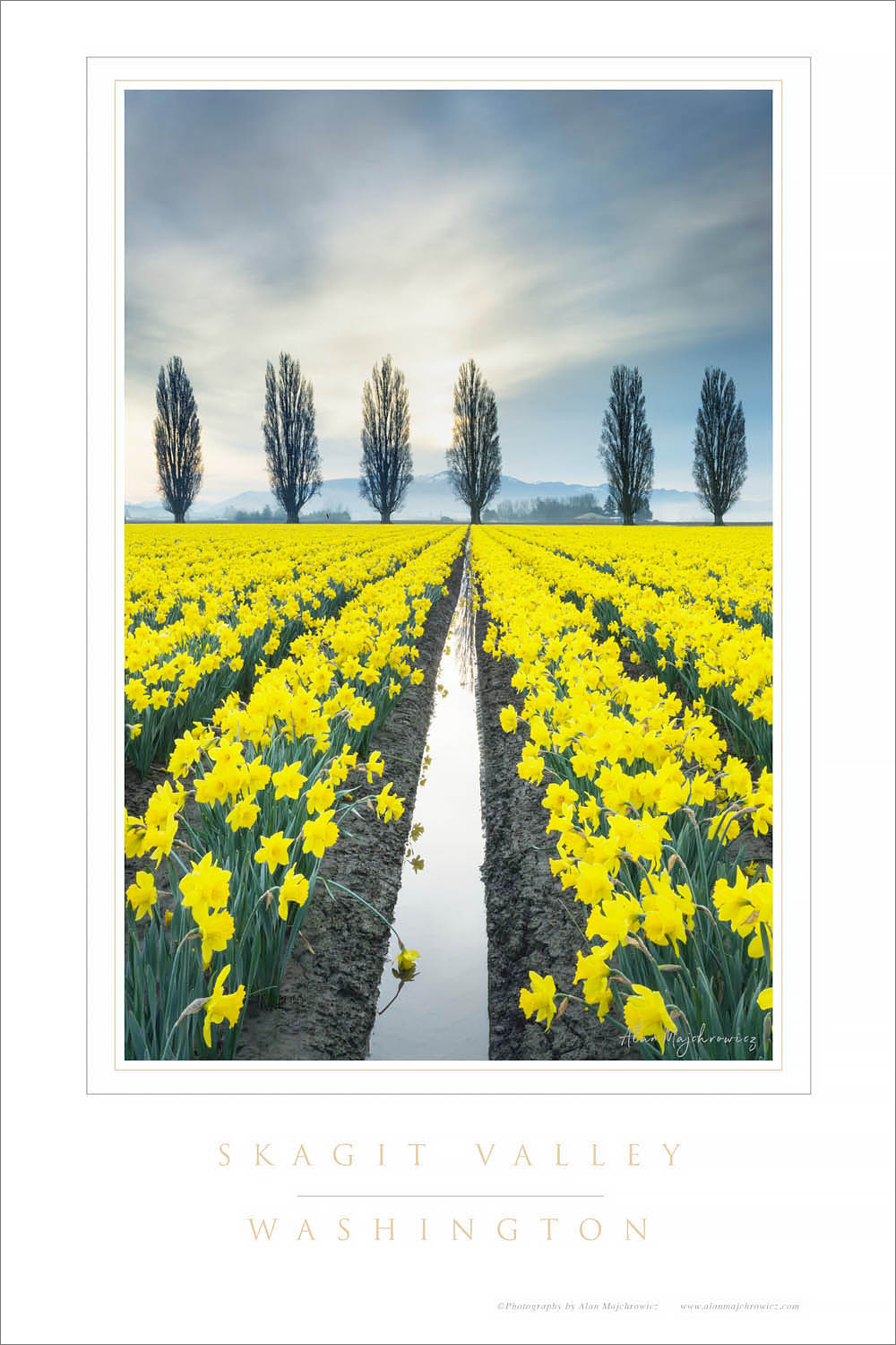 Skagit Valley Daffodils Washington