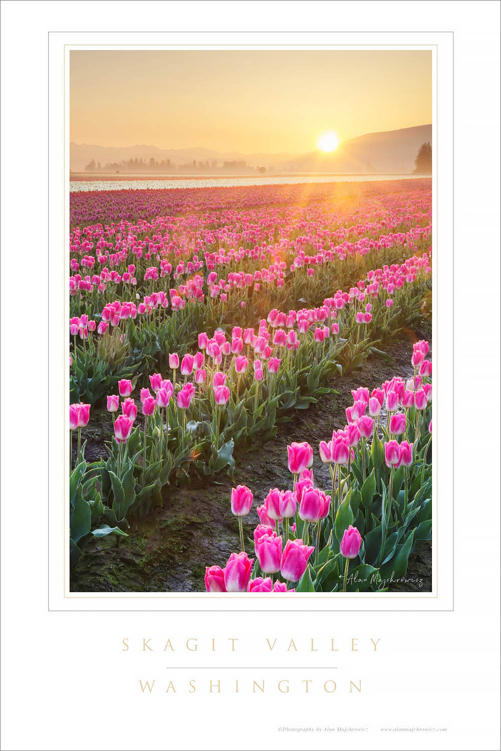Skagit Valley Tulips Washington