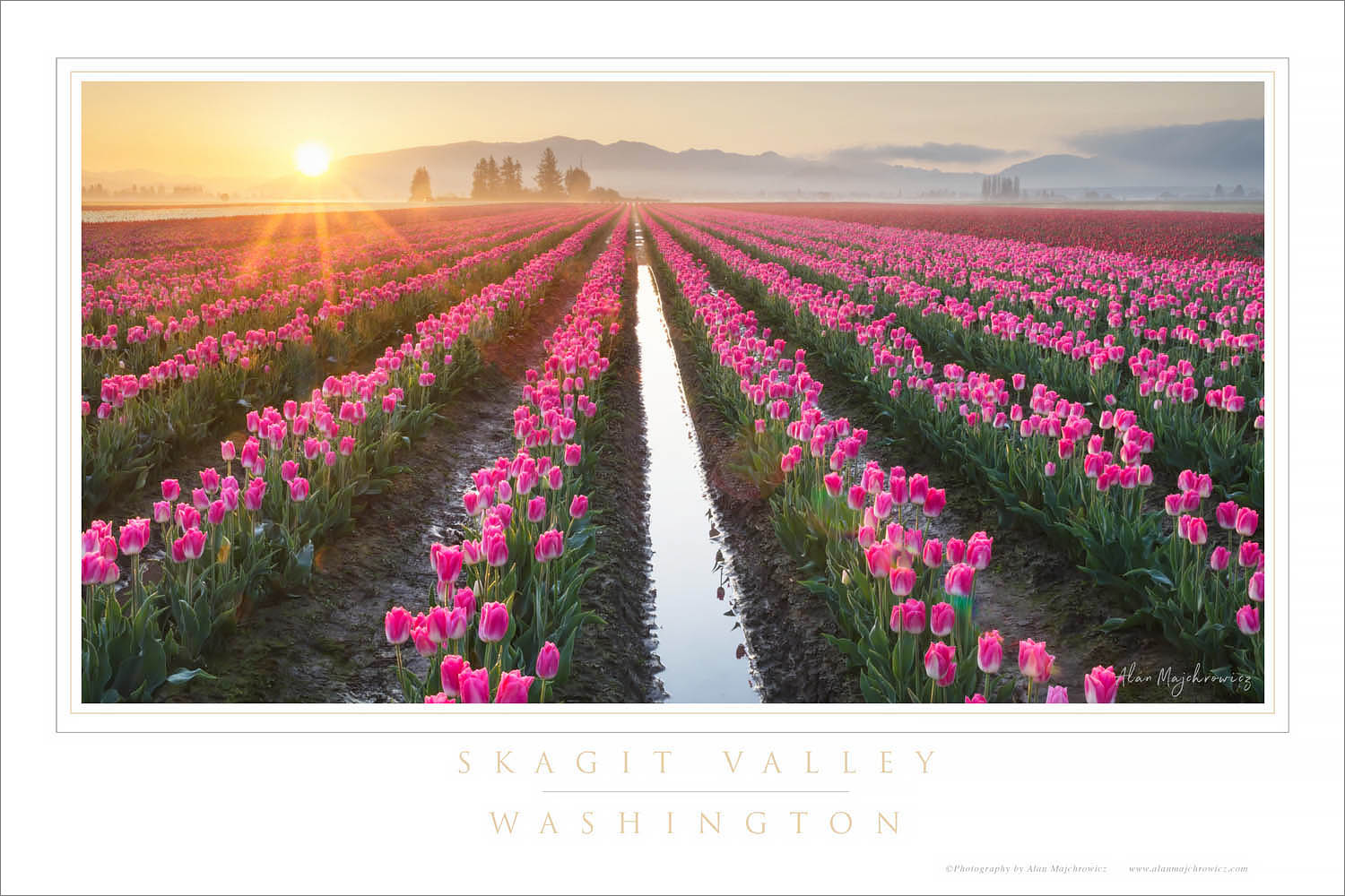 Skagit Valley Tulips Washington