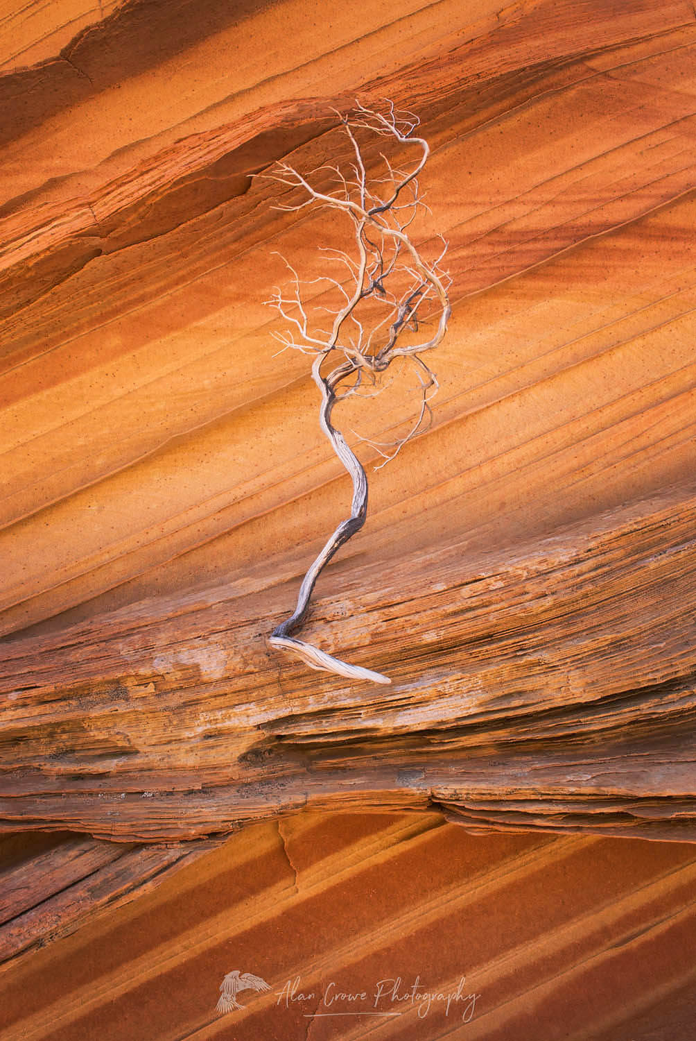 Bleached branch against patterns in layered sandstone, South Coyote Buttes, Vermilion Cliffs Wilderness Arizona #37633