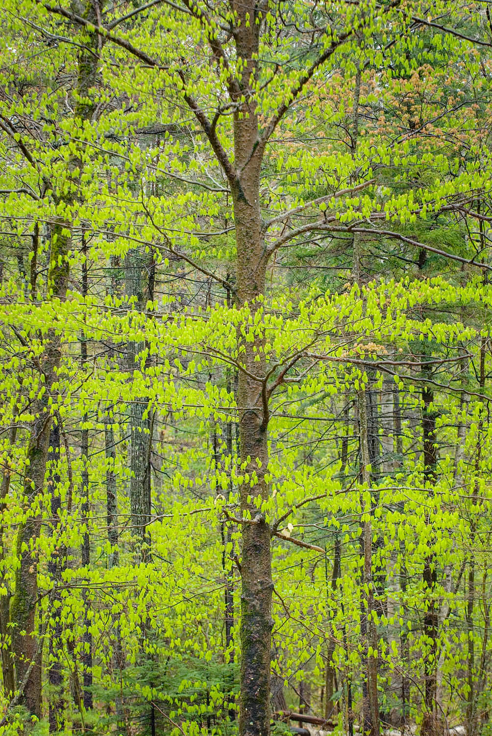 Hardwood forest in spring, White Mountains National Forest New Hampshire #23025