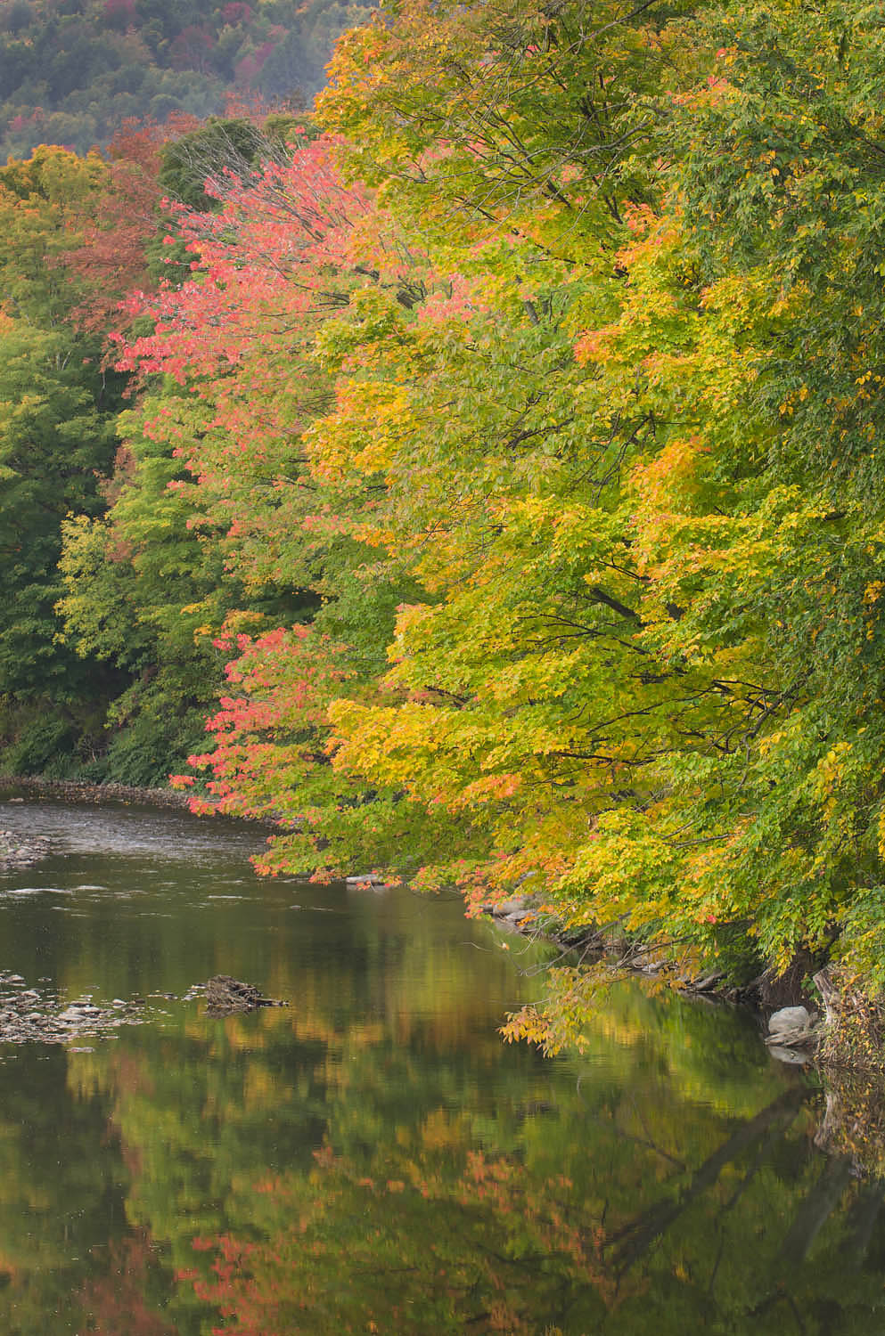 Vermont fall foliage #59211