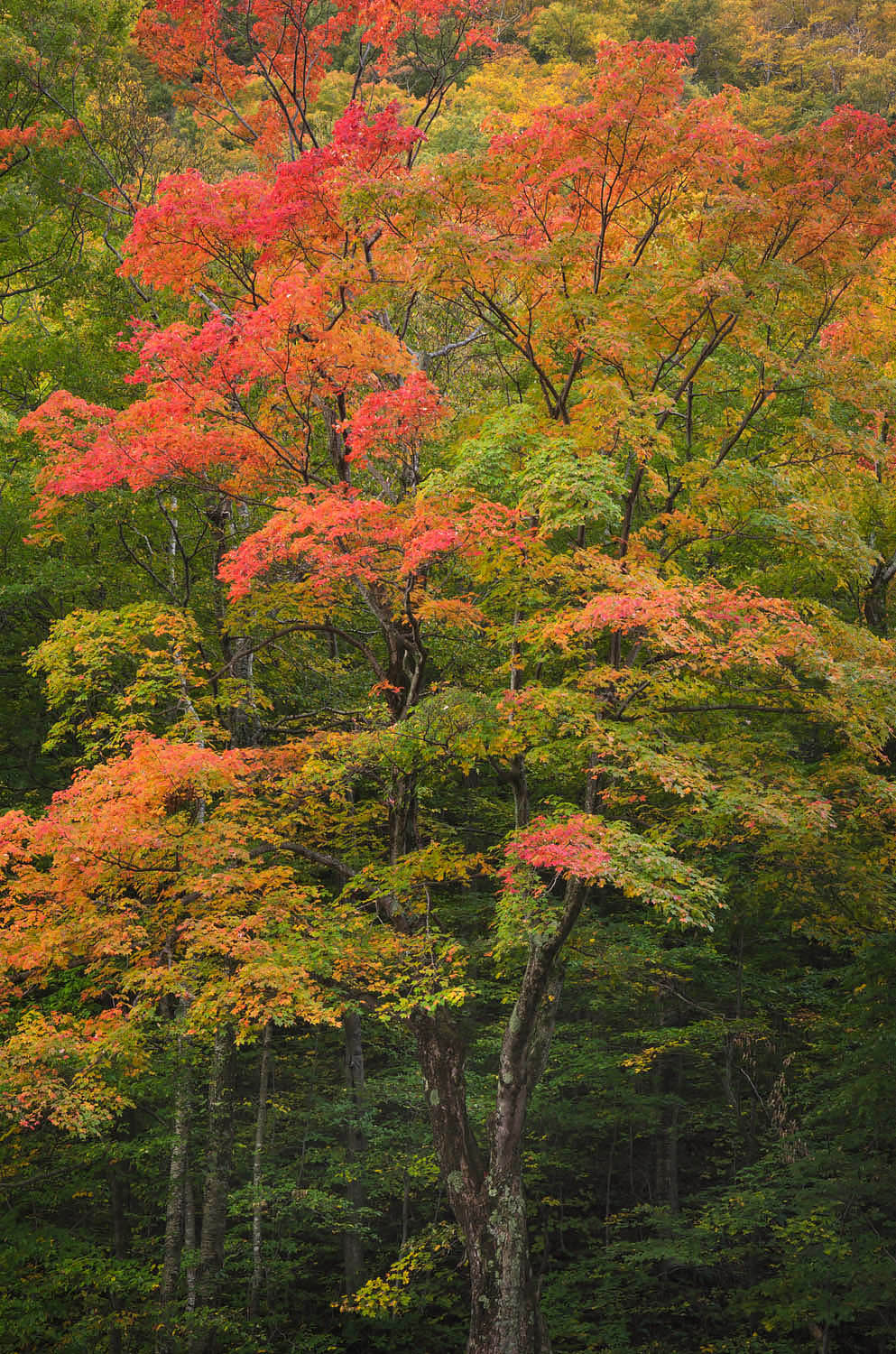 Vermont Fall Foliage