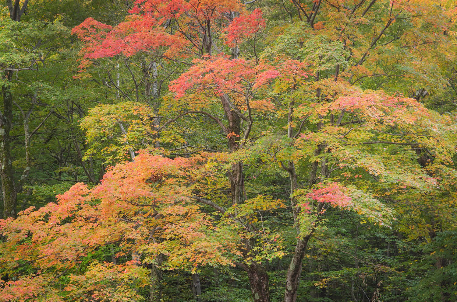 Maple trees displaying fall foliage, Stowe Vermont #59241