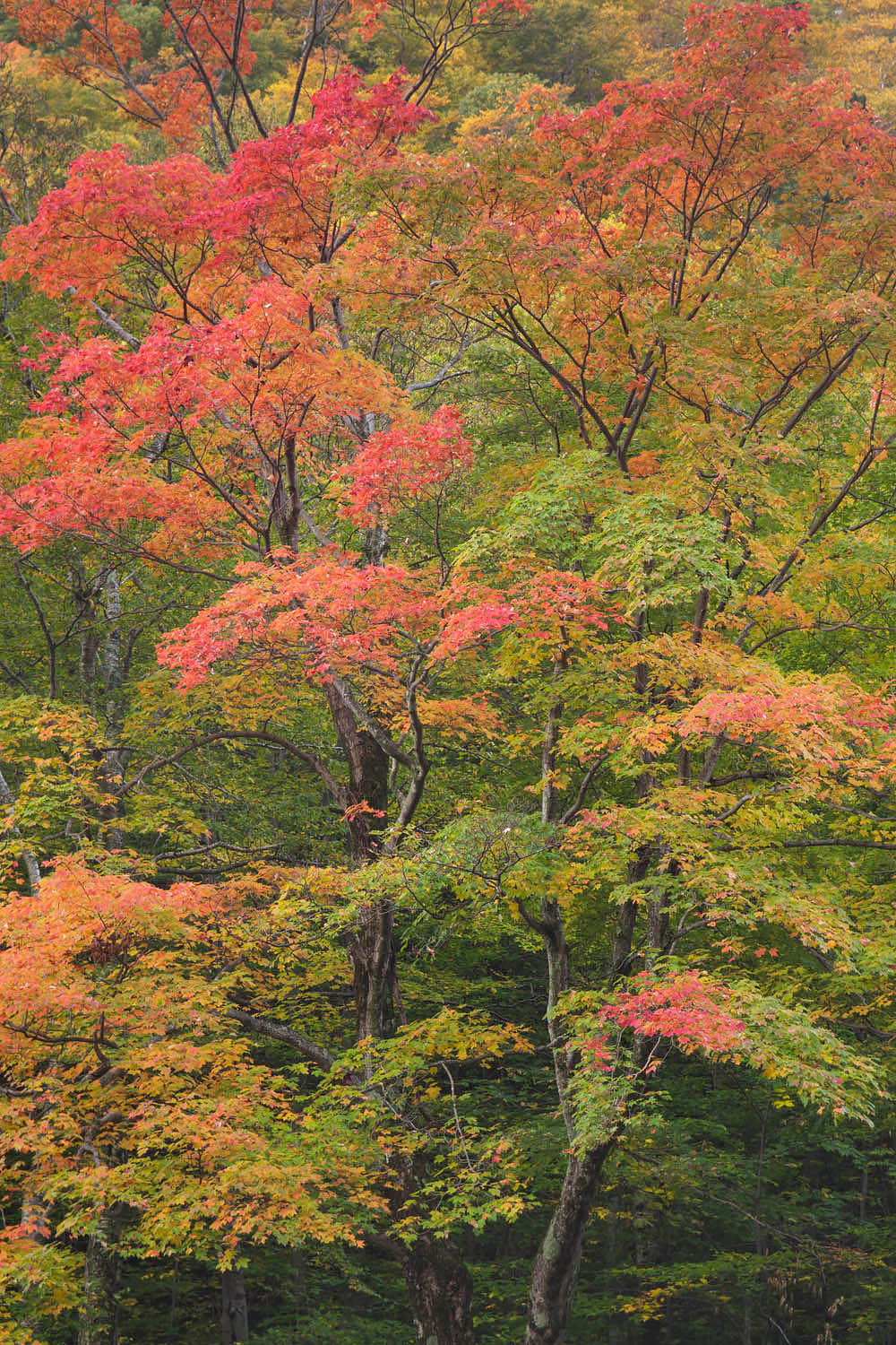 Maple trees displaying fall foliage, Stowe Vermont #59243