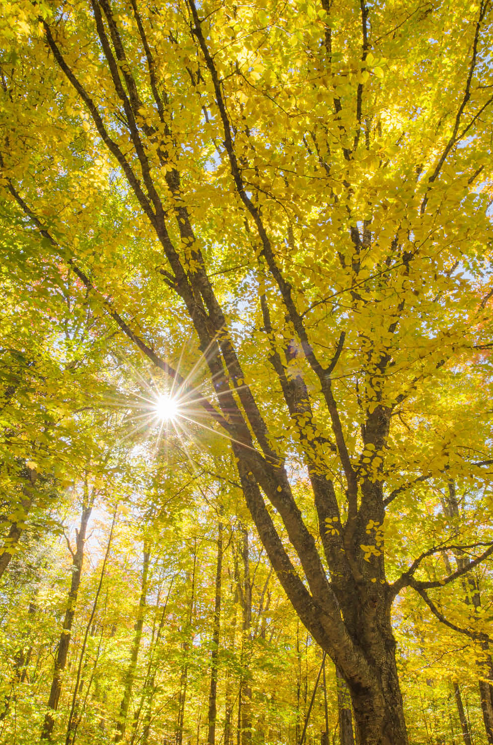 Sun rays bursting through trees in golden fall foliage, Groton Woods, Vermont #59297