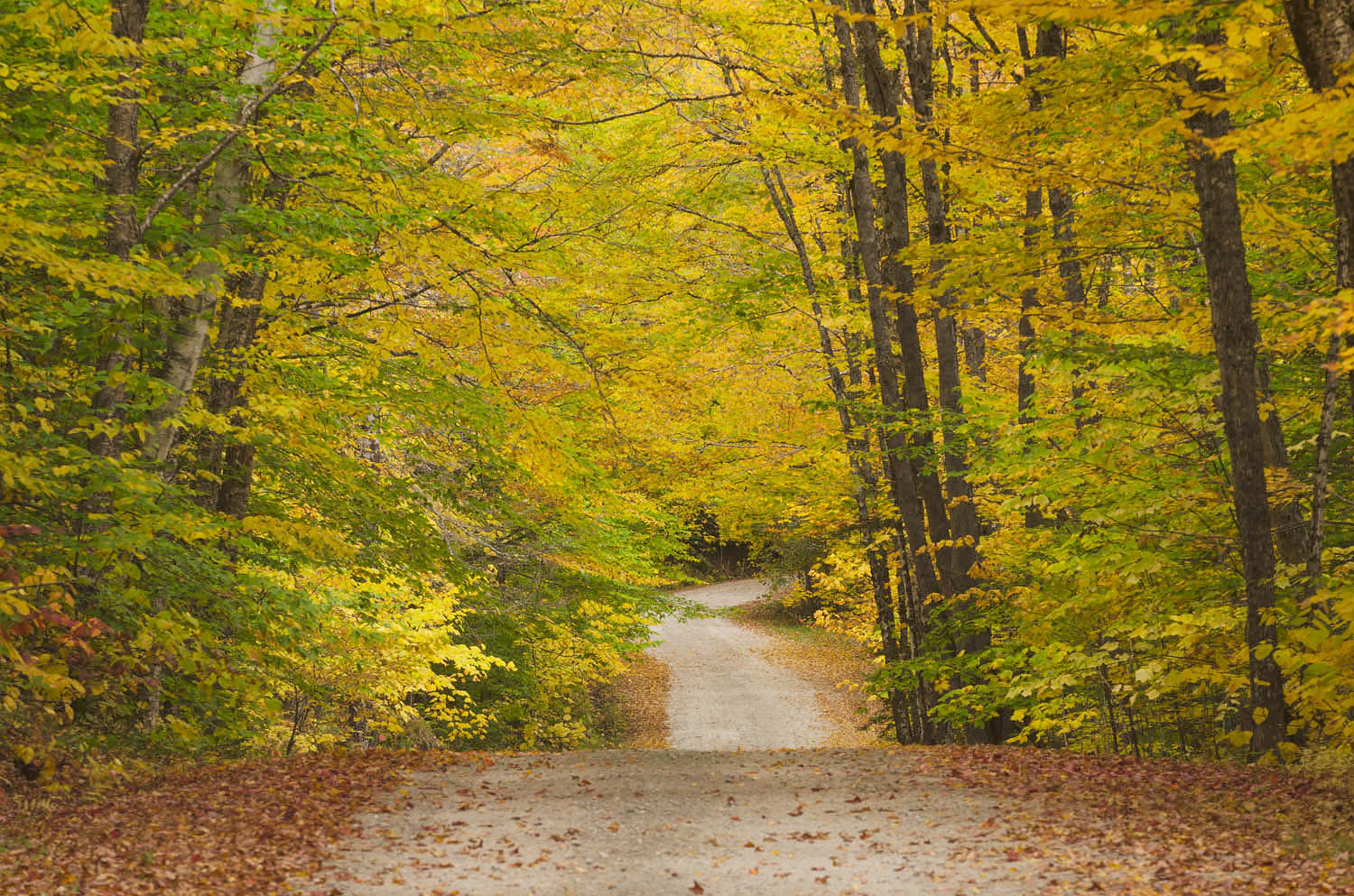 Unpaved road framed by golden fall foliage, Groton Woods, Vermont #59369