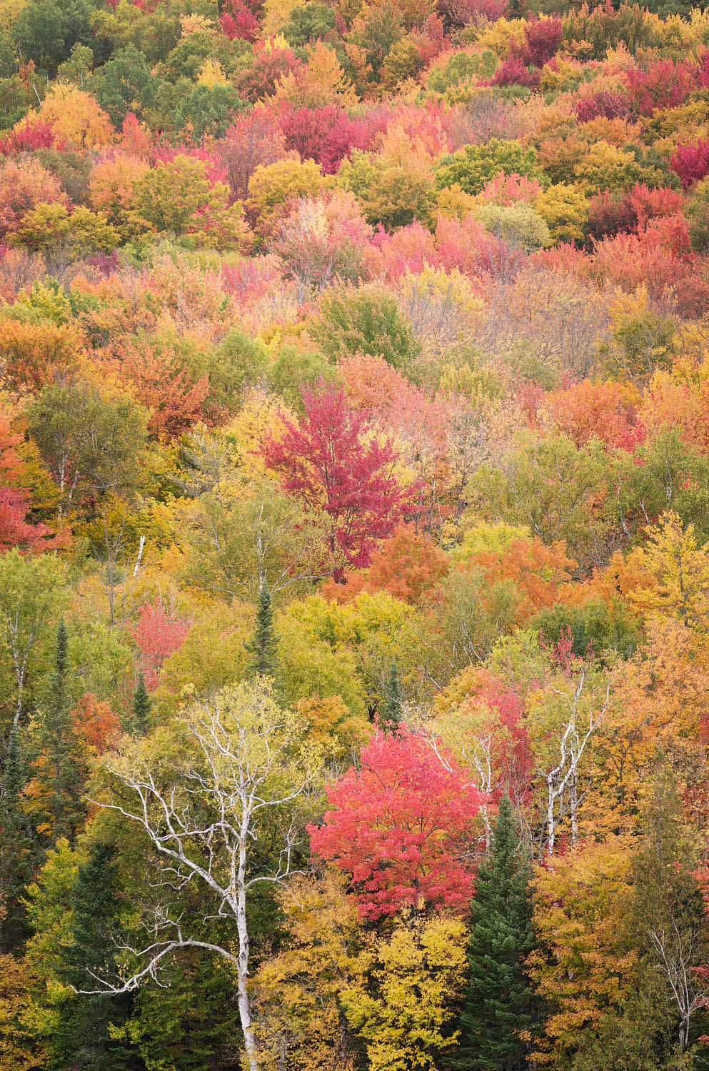 Vermont Fall Foliage Alan Crowe Photography