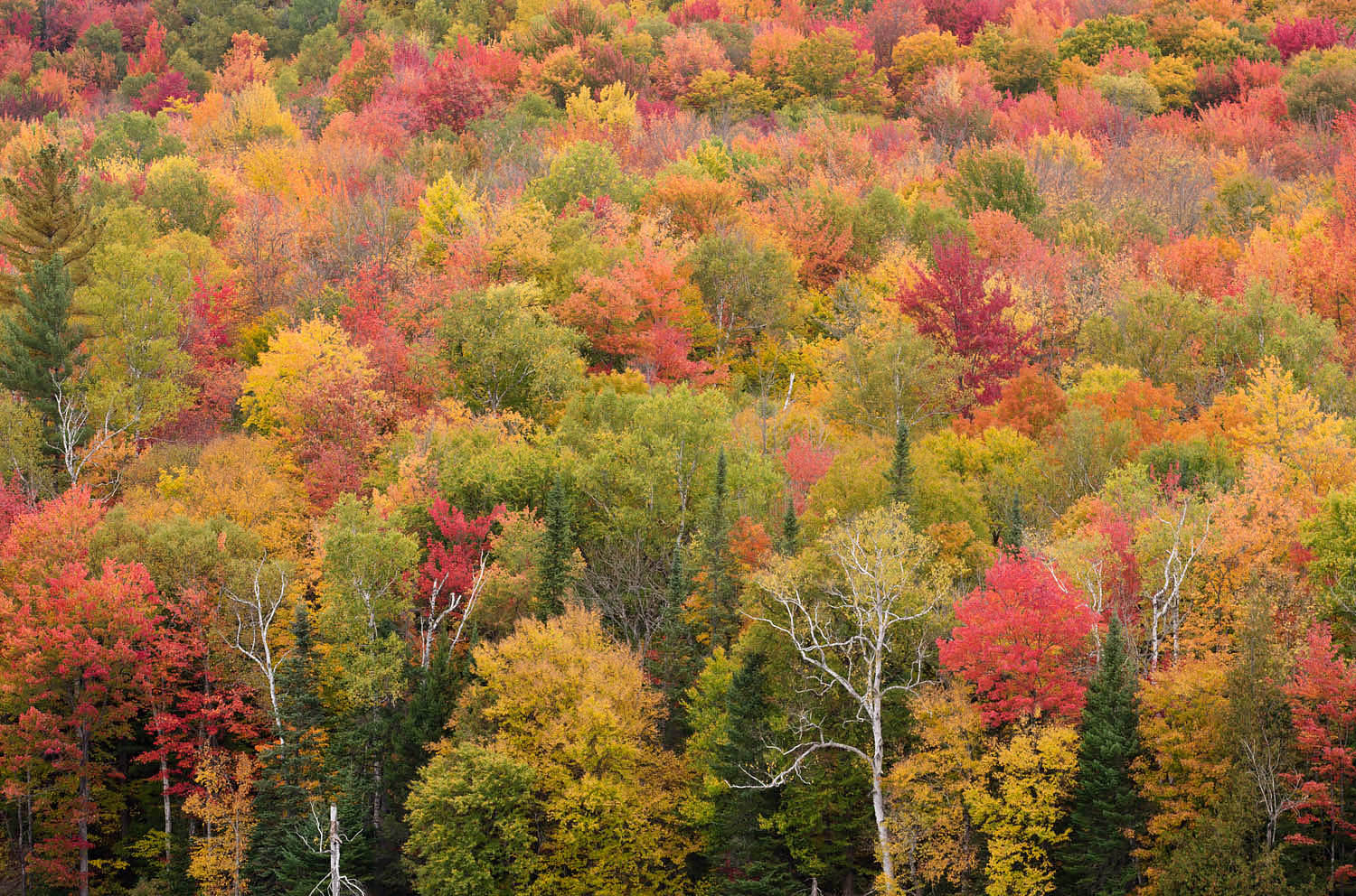 Fall Foliage, Groton Woods, Vermont #59376
