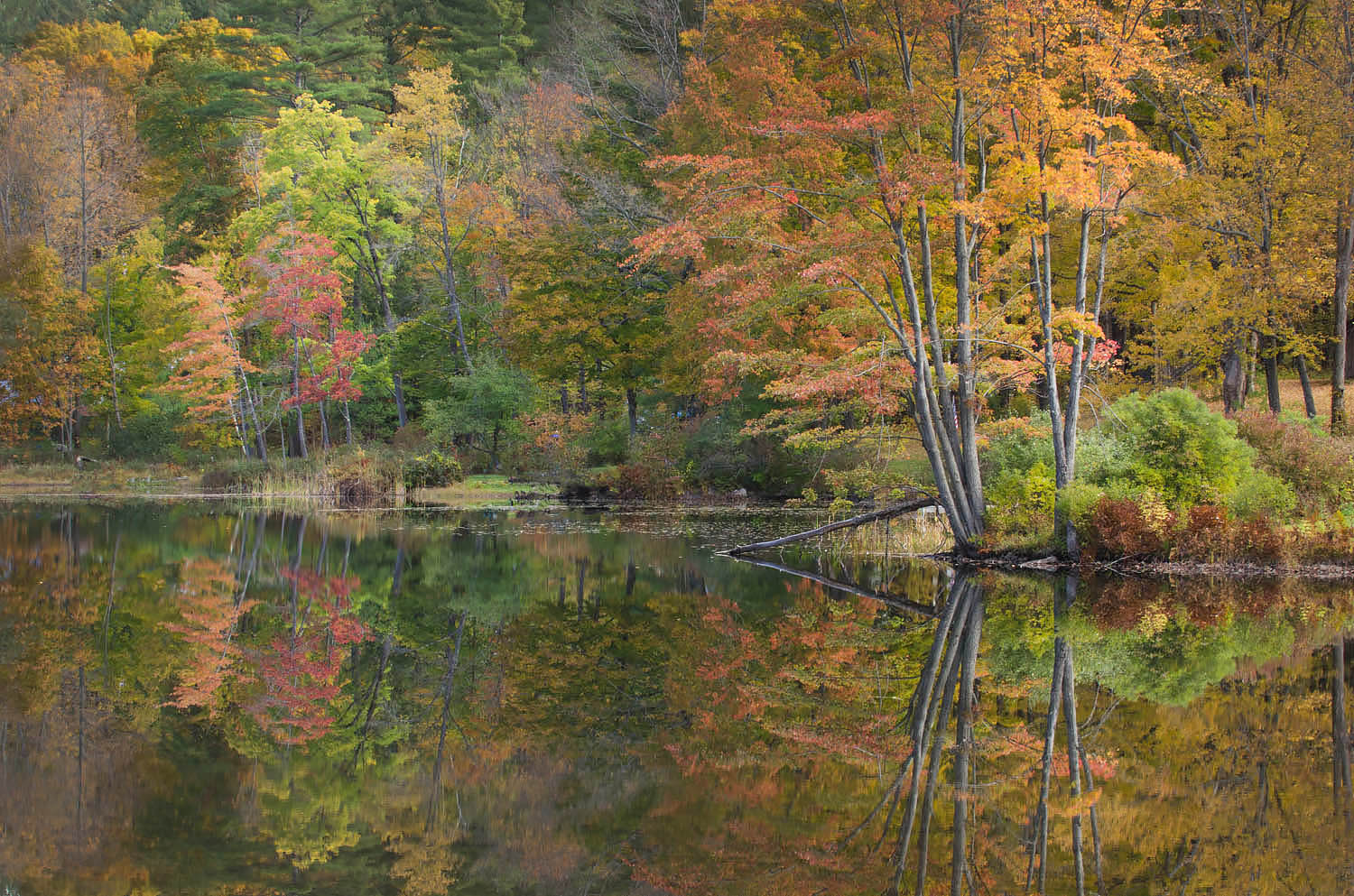 Fall foliage reflected in Lake Pauline, Vermont #59457