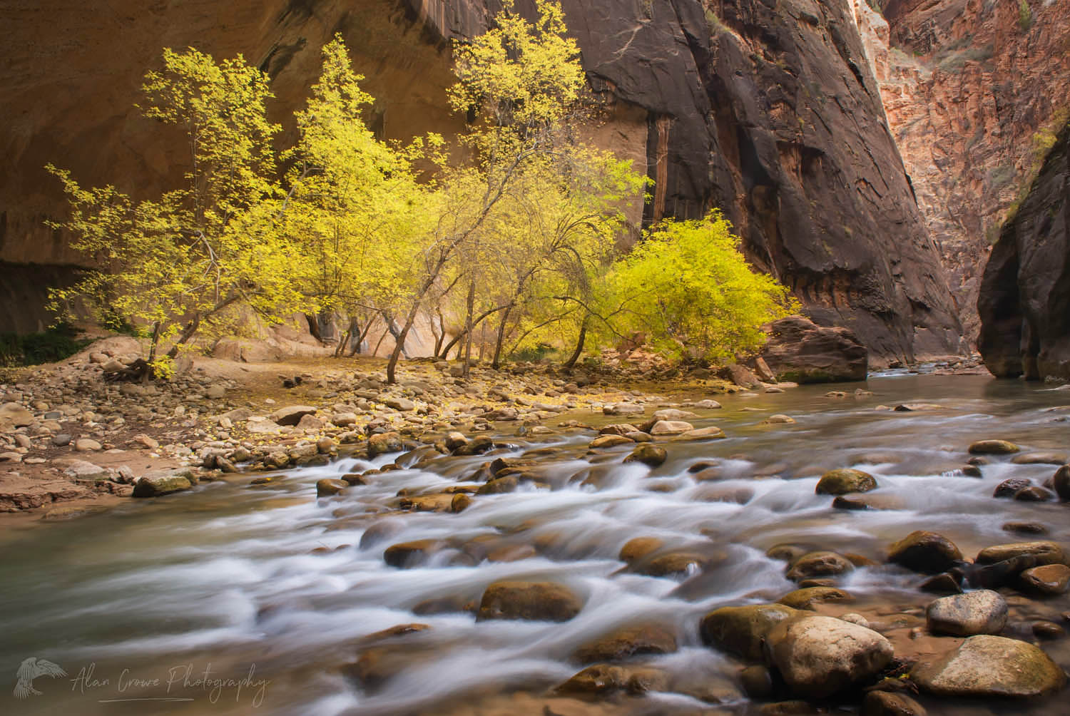 Trees displaying fall foliage along the Virgin River in the Zion Canyon Narrows, Zion National Park Utah #09530