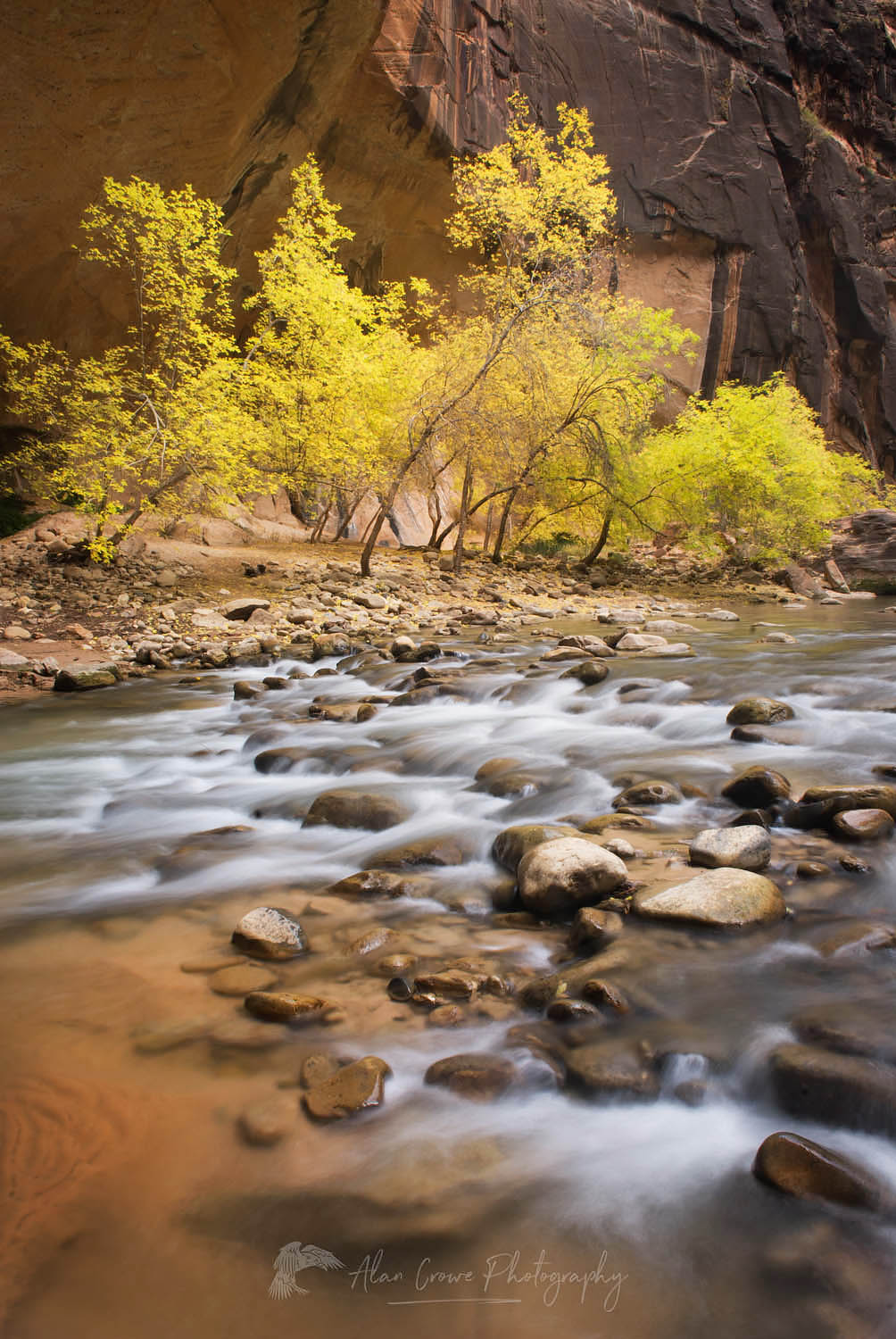 Trees displaying fall foliage along the Virgin River in the Zion Canyon Narrows, Zion National Park Utah #09526