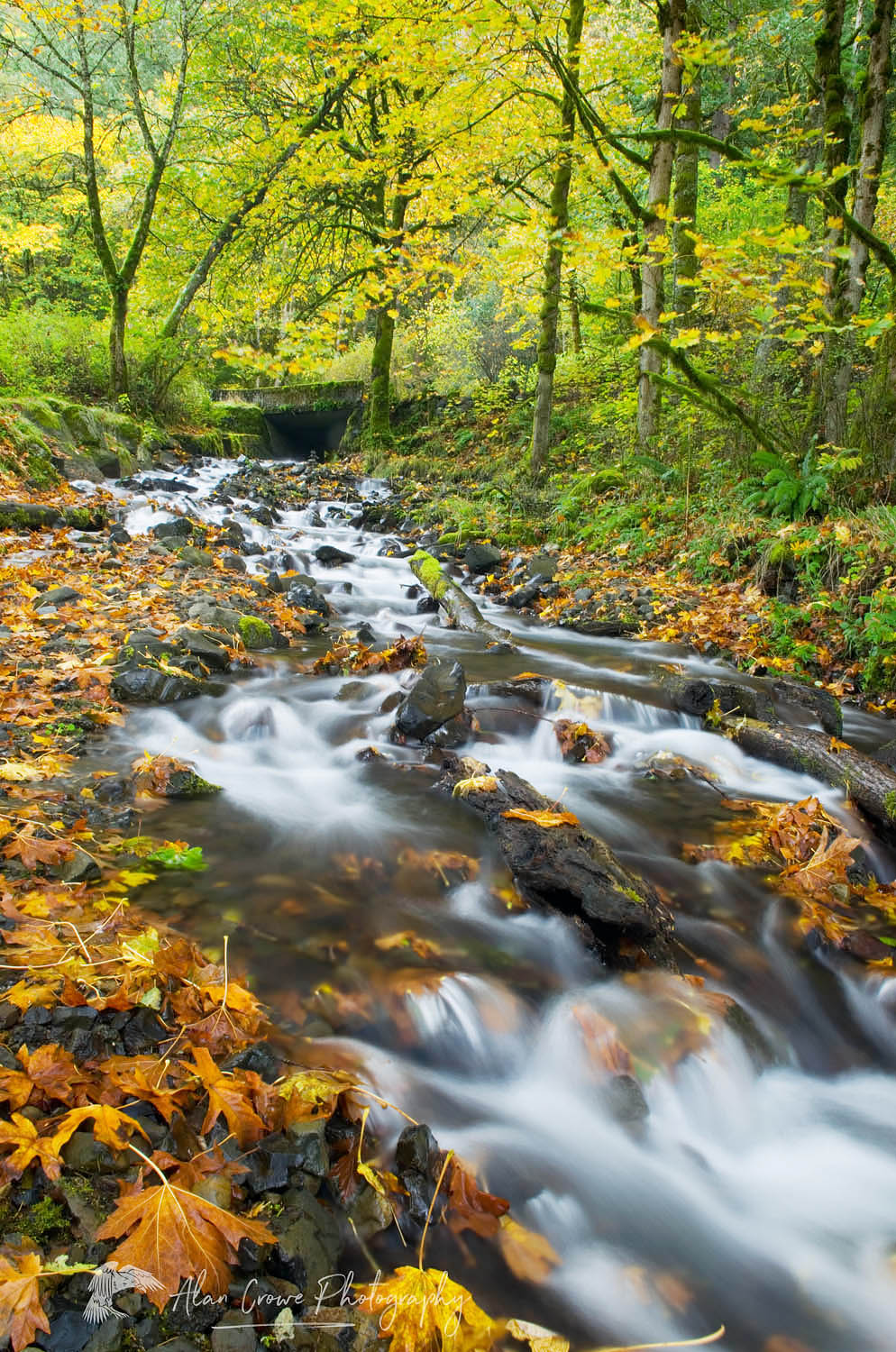 Wahkeena Creek in Fall, Columbia River Gorge National Scenic Area Oregon #46777