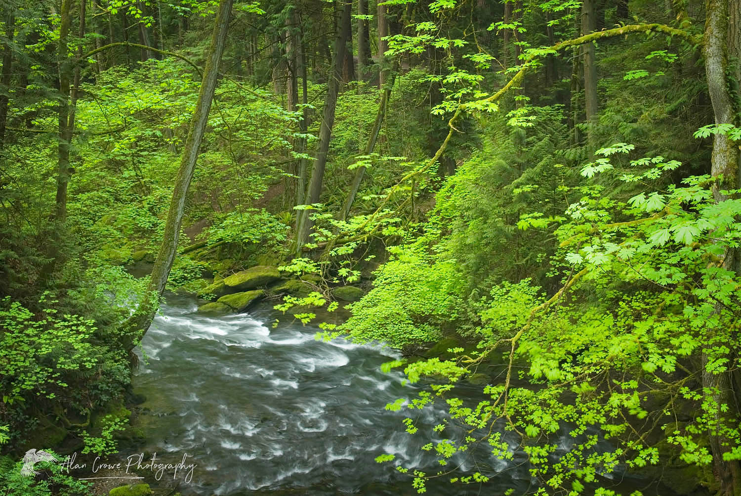Whatcom Creek, Bellingham Washington #16376