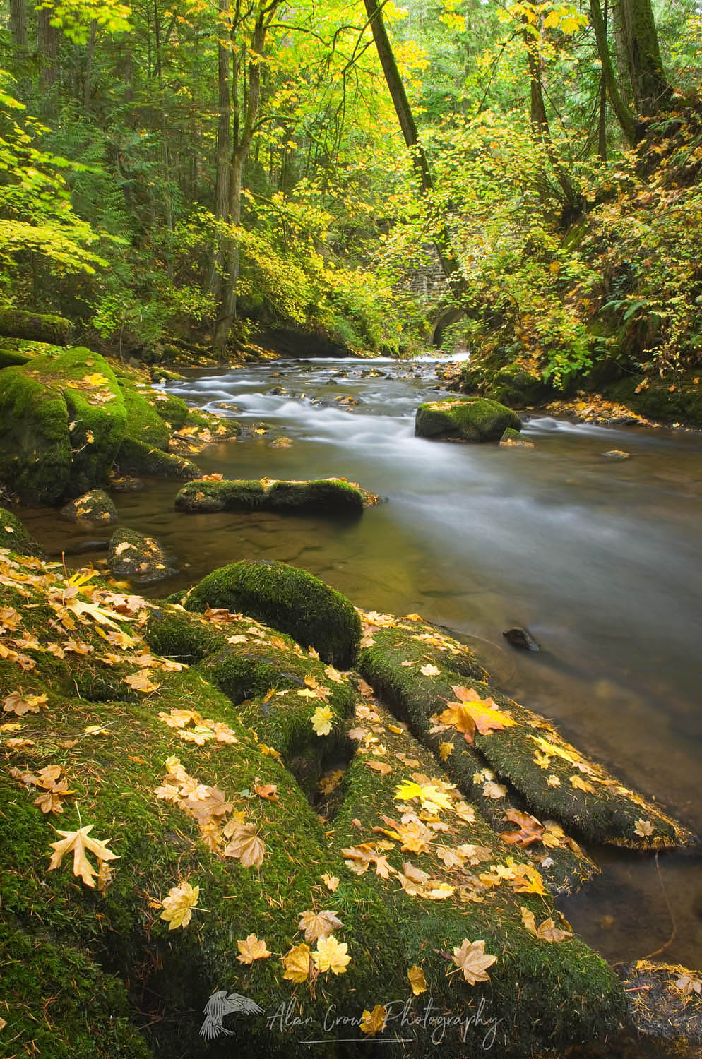 Whatcom Creek in fall, Bellingham, Washington #46755