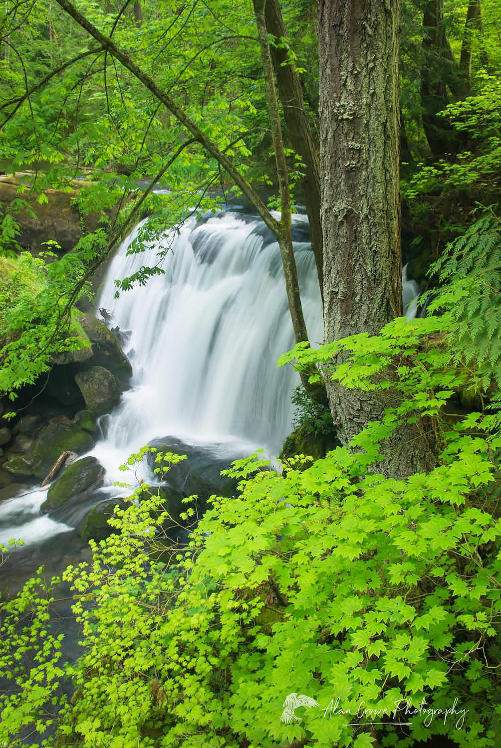 Whatcom Falls Bellingham Washington