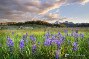 Camas meadows Sawtooth Mountains Idaho
