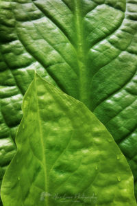 Skunk Cabbage leaves #65158