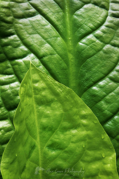 Skunk Cabbage leaves #65158