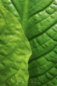 Skunk Cabbage leaves #65157