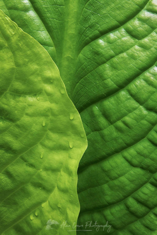 Skunk Cabbage leaves #65157