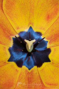 Closeup of orange tulip blossom #65020