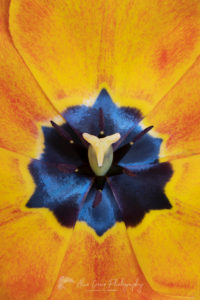 Closeup of orange tulip blossom #65020