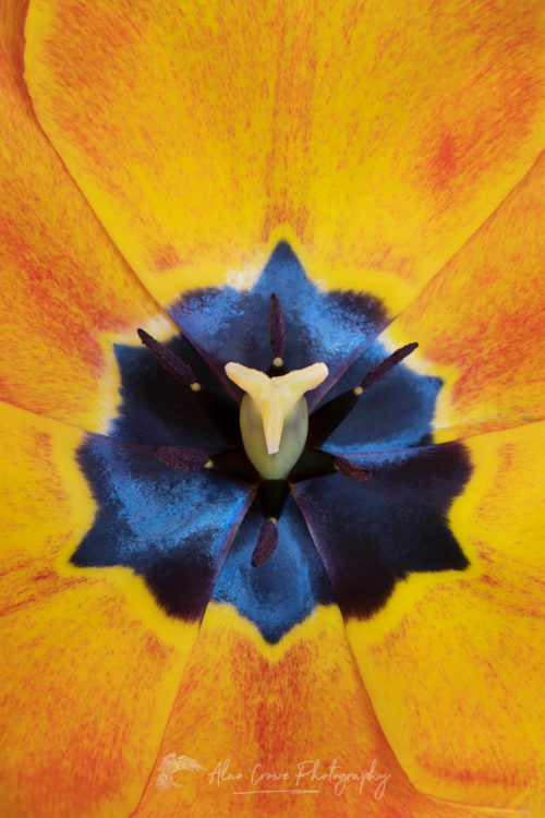 Closeup of orange tulip blossom #65020