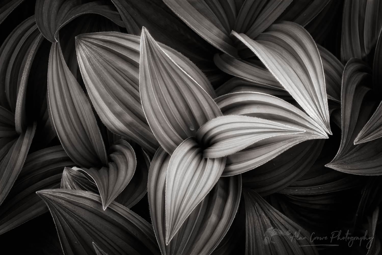 False hellebore / Corn Lily (Veratrum viride) #65617bw