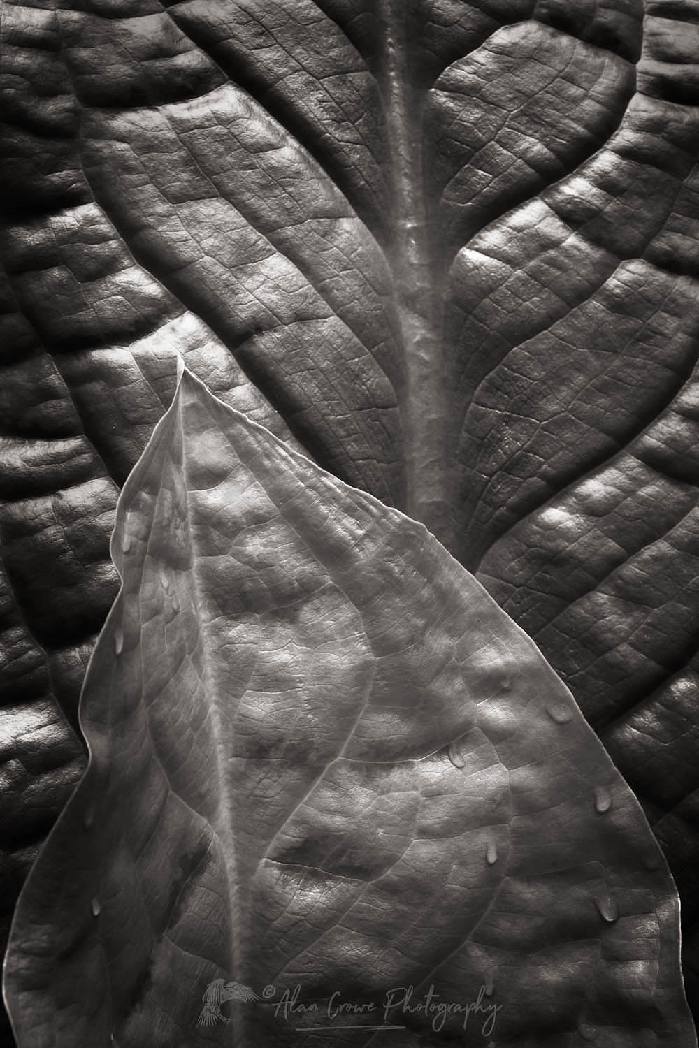 Skunk Cabbage (Lysichiton americanus) #65158bw