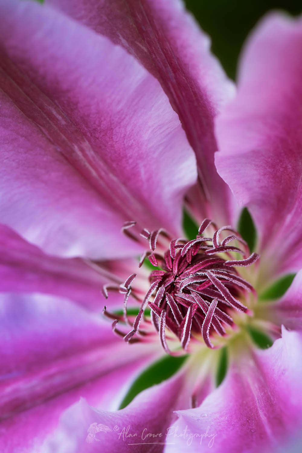 Purple Clematis #68425