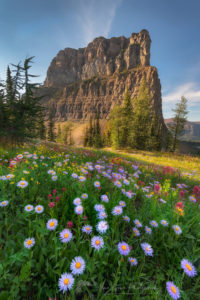 Boulder Pass wildflowers Glacier National Park