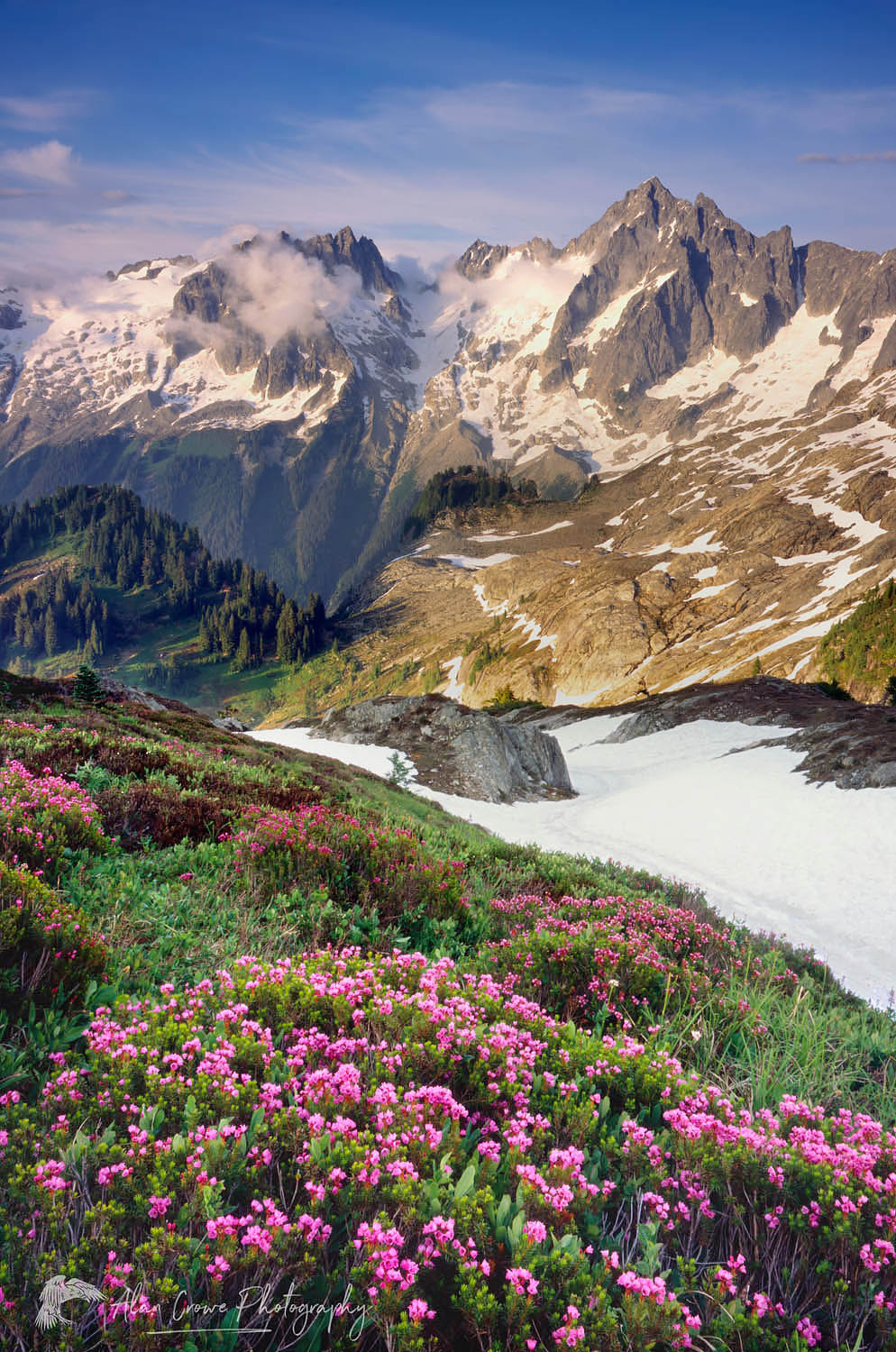 Eldorado Peak and meadows of pink mountain heather, North Cascades National Park Washington #4728